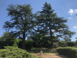 Lire la suite à propos de l’article Elagueur professionnel et certifié à Ecully pour l&rsquo;entretien d&rsquo;arbres