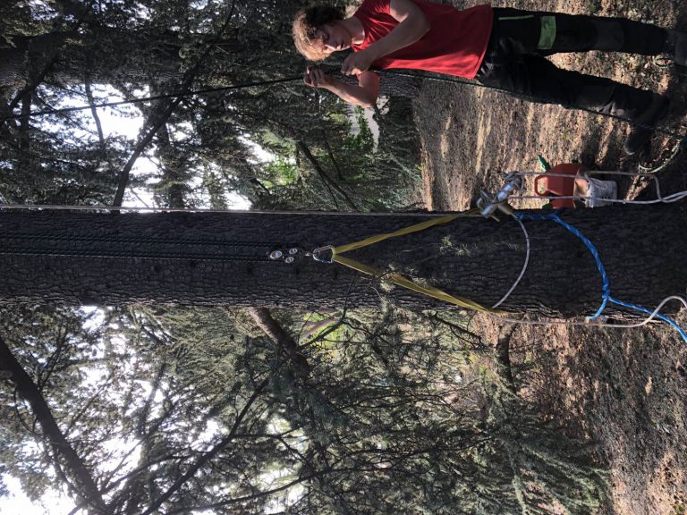 Lire la suite à propos de l’article Démontage d’un épicéa encroué dans un cèdre￼