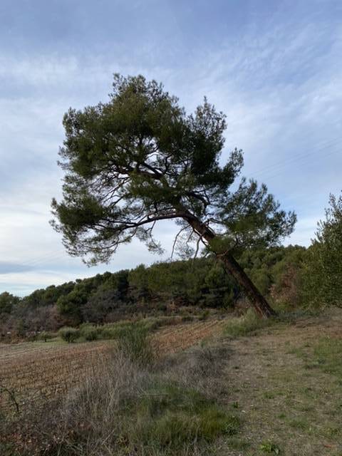 Lire la suite à propos de l’article Pourquoi élaguer les arbres et les végétaux à Lyon ?