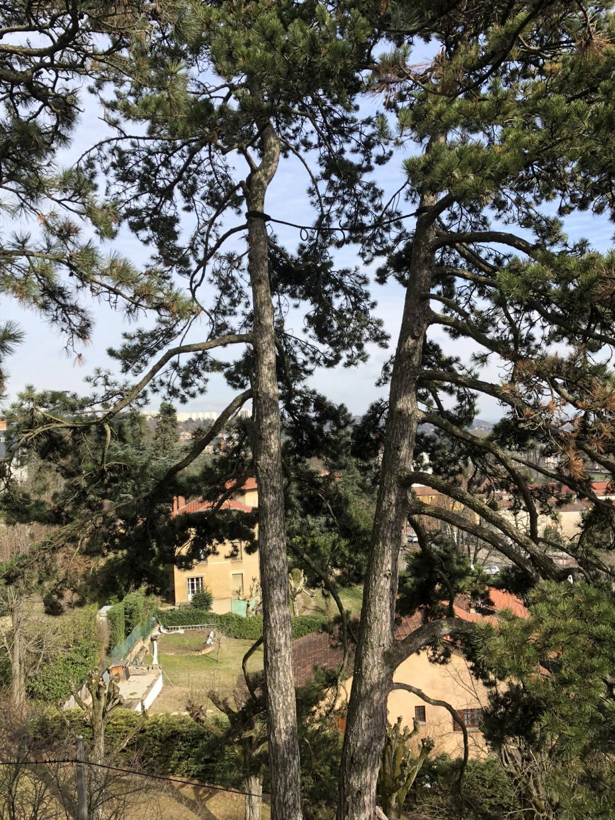 You are currently viewing Mise en sécurité de vos arbres et jardins grâce à nos techniques d&rsquo; haubanage rhône alpes￼￼