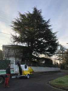 Lire la suite à propos de l’article Taille d&rsquo;adaptation de vos arbre (réduction, rideau, relèvement de voute, …)￼