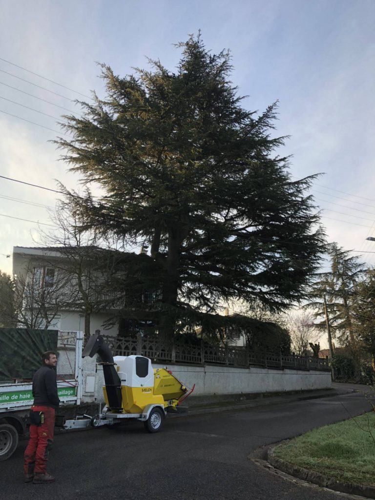 Lire la suite à propos de l’article Taille d&rsquo;adaptation de vos arbre (réduction, rideau, relèvement de voute, …)￼