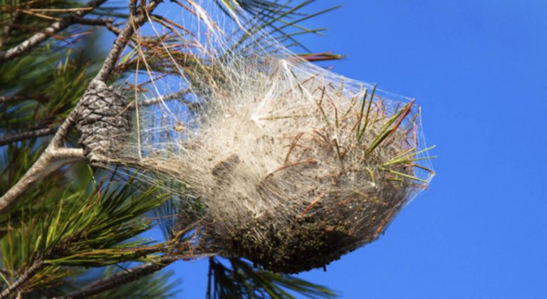 Lire la suite à propos de l’article Lutte contre la chenille processionnaire du pin à Lyon￼