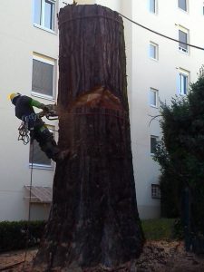 Lire la suite à propos de l’article Abattage de vos arbres difficiles, dangereux, … dans la région de Lyon￼