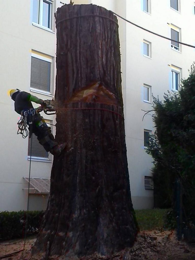 Lire la suite à propos de l’article Abattage de vos arbres difficiles, dangereux, … dans la région de Lyon￼