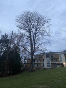 Lire la suite à propos de l’article Elagage d&rsquo;un arbre dangereux et proche des immeubles à Caluire-et-Cuire près de Lyon￼