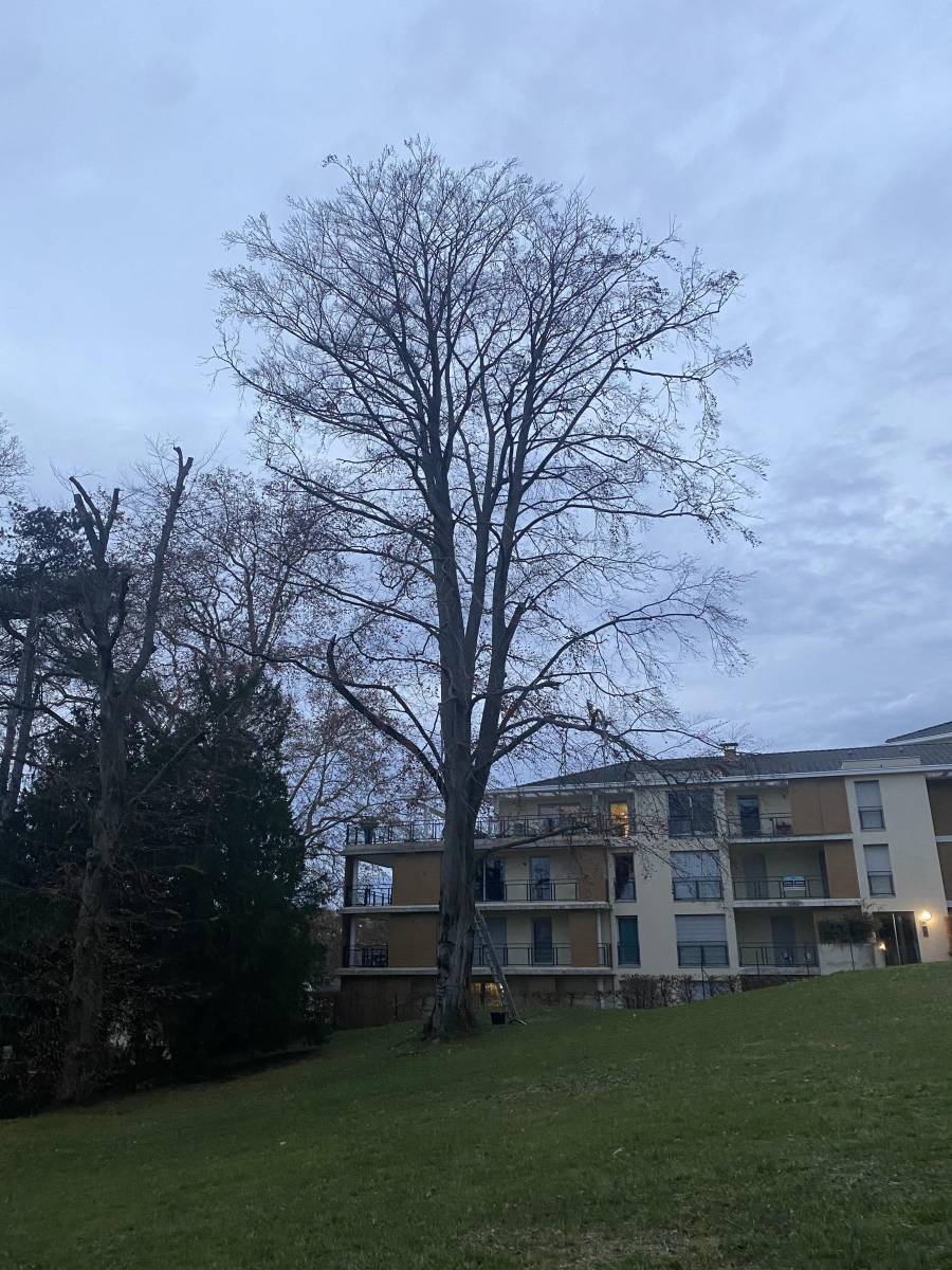 You are currently viewing Elagage d&rsquo;un arbre dangereux et proche des immeubles à Caluire-et-Cuire près de Lyon￼